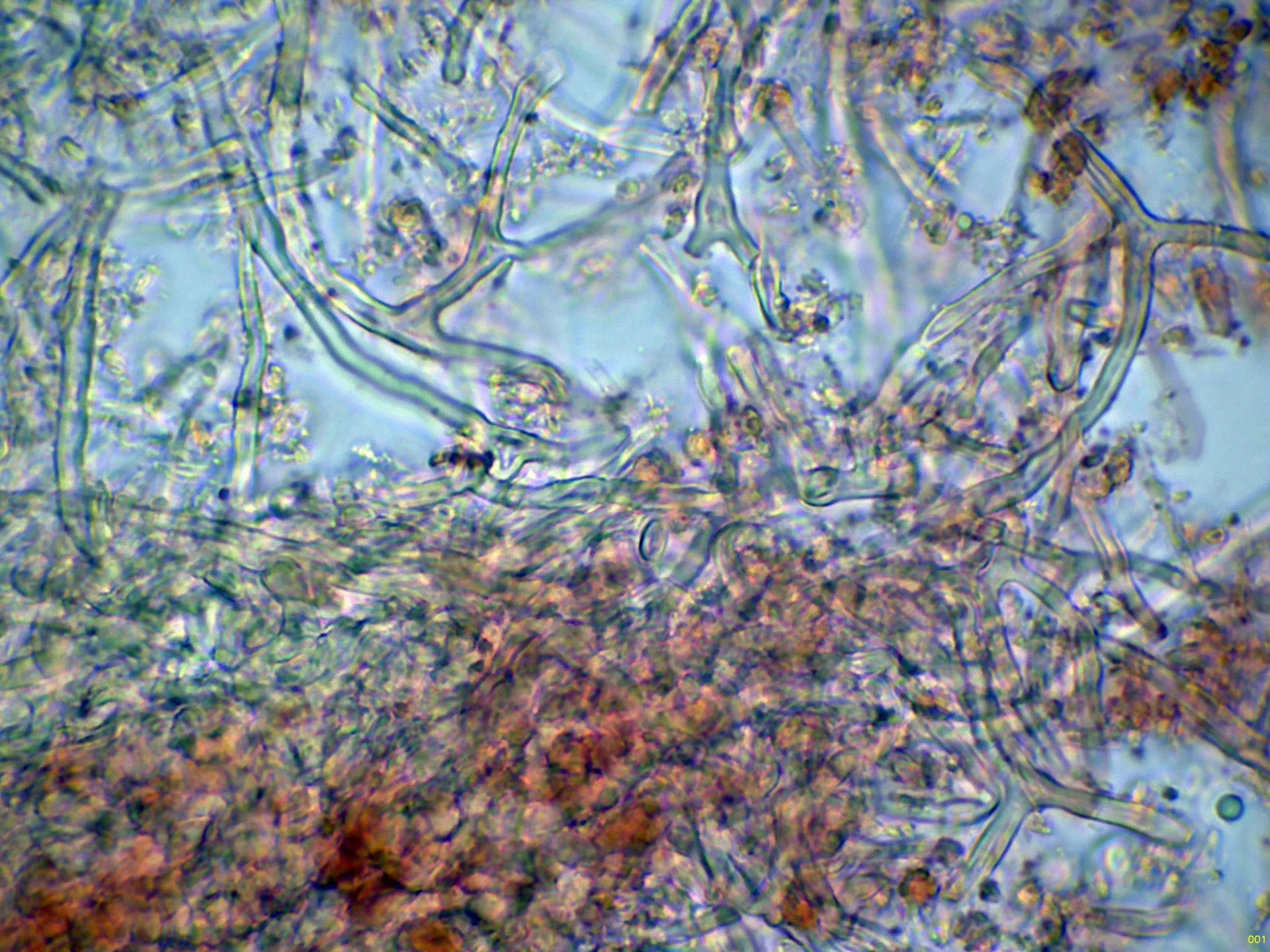 Microscopía de Perenniporia rosmarini - 10 - Hifas subhimeniales-001